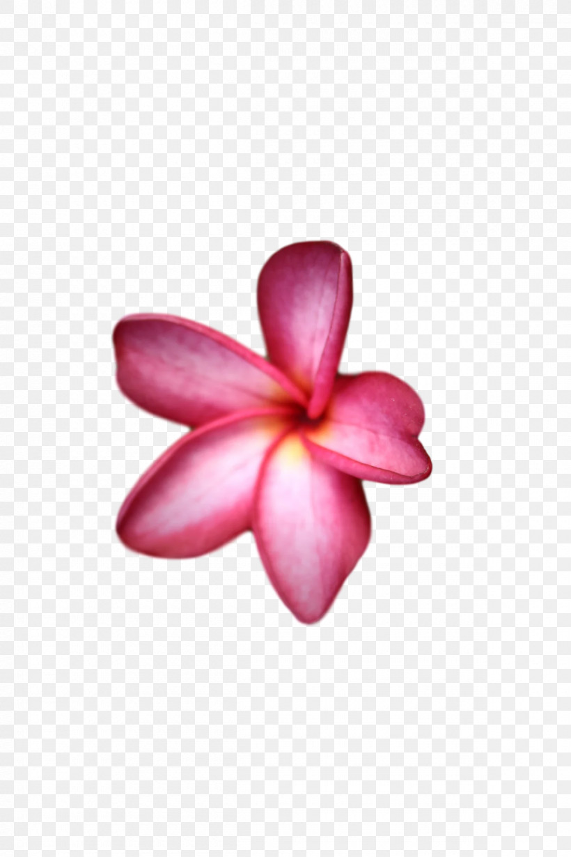 Petal Flower Close-up, PNG, 1200x1800px, Petal, Closeup, Flower Download Free