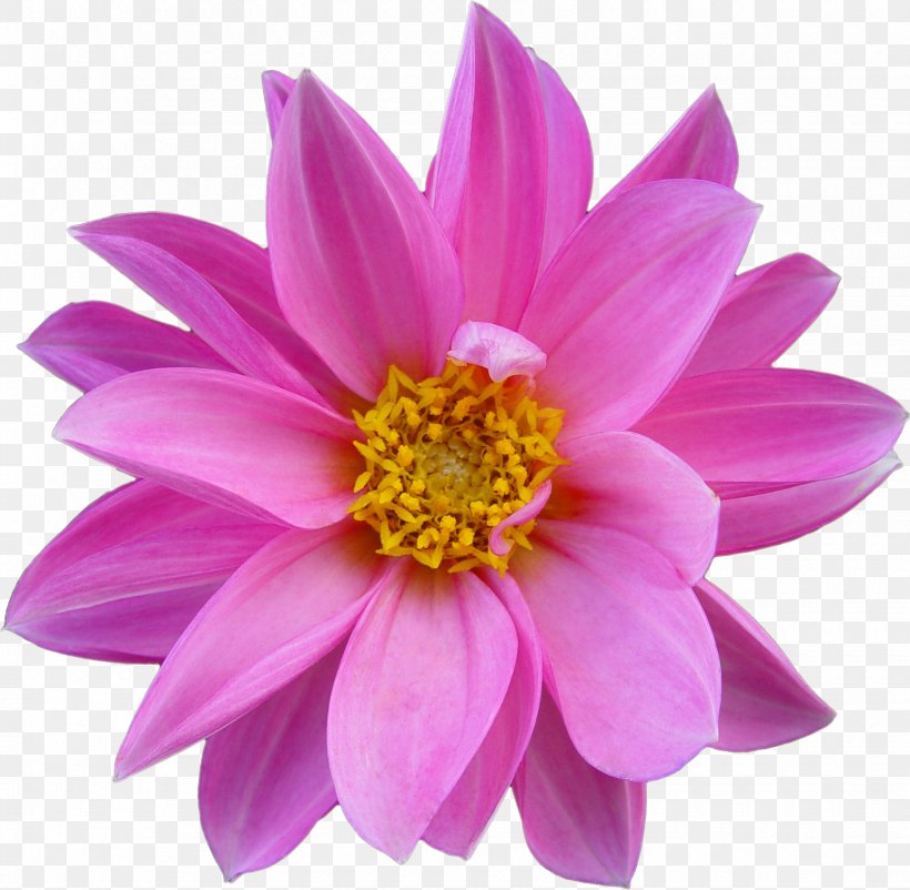 Pink Flowers Nelumbo Nucifera Rose, PNG, 1740x1703px, Flower, Annual Plant, Aster, Chrysanths, Dahlia Download Free