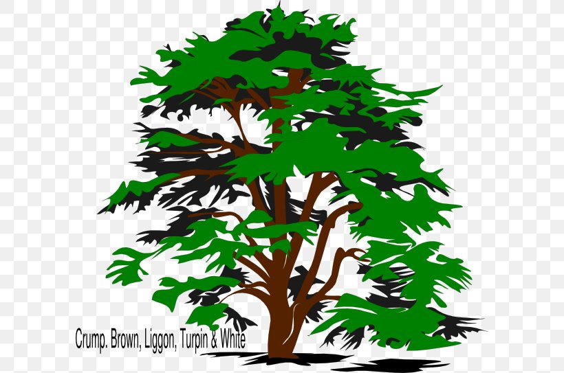 Cedrus Libani Tree Drawing Clip Art, PNG, 600x543px, Cedrus Libani, Branch, Cedar, Drawing, Flowering Plant Download Free
