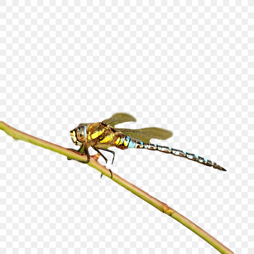 Dragonfly Insect Damselflies Pest Pollinator, PNG, 1440x1440px, Dragonfly, Damselflies, Insect, Pest, Pollinator Download Free