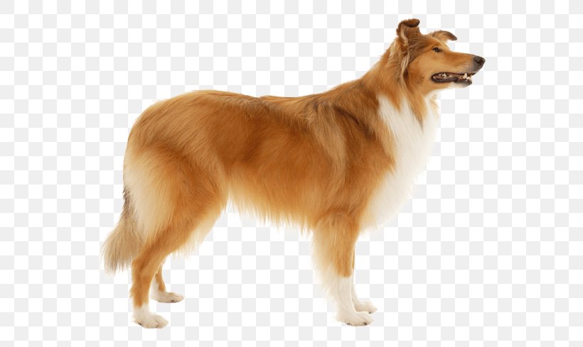 Rough Collie Shetland Sheepdog Puppy Old English Sheepdog German Shepherd, PNG, 567x489px, Rough Collie, Ancient Dog Breeds, Breed, Breeder, Carnivoran Download Free