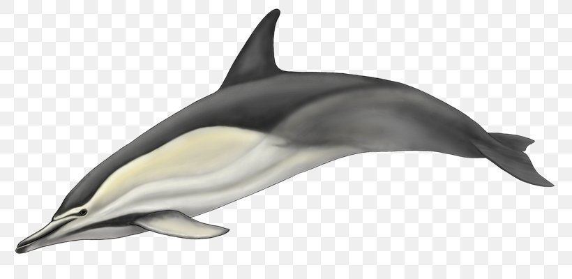 Striped Dolphin Short-beaked Common Dolphin Common Bottlenose Dolphin White-beaked Dolphin Rough-toothed Dolphin, PNG, 800x400px, Striped Dolphin, Animal Figure, Cetaceans, Common Bottlenose Dolphin, Common Dolphins Download Free