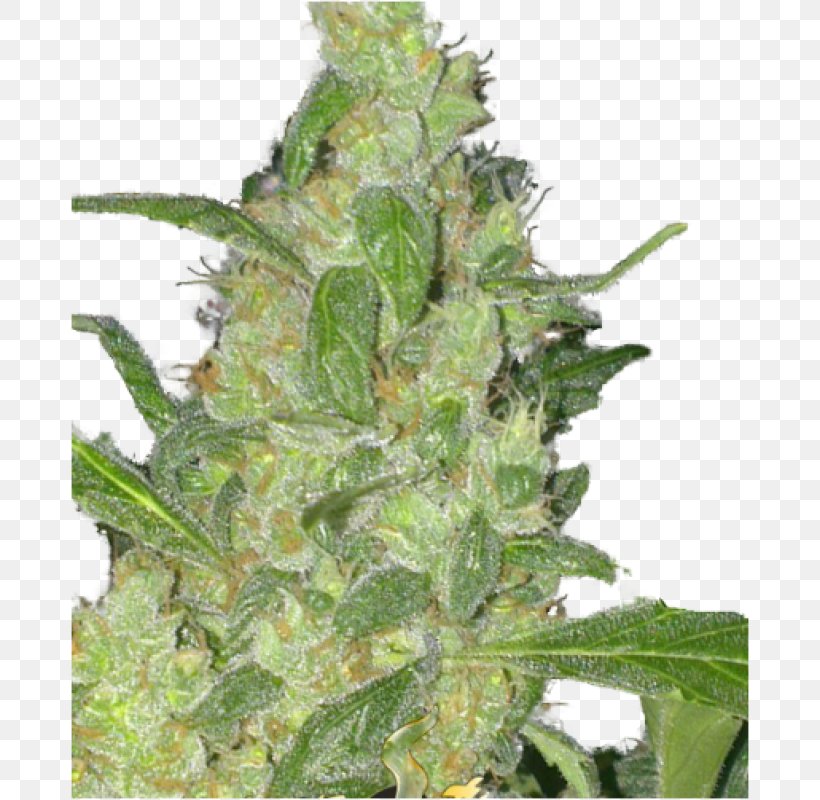 Autoflowering Cannabis Seed Skunk Hemp, PNG, 800x800px, Autoflowering Cannabis, Cannabidiol, Cannabis, Cannabis Sativa, Grow Shop Download Free