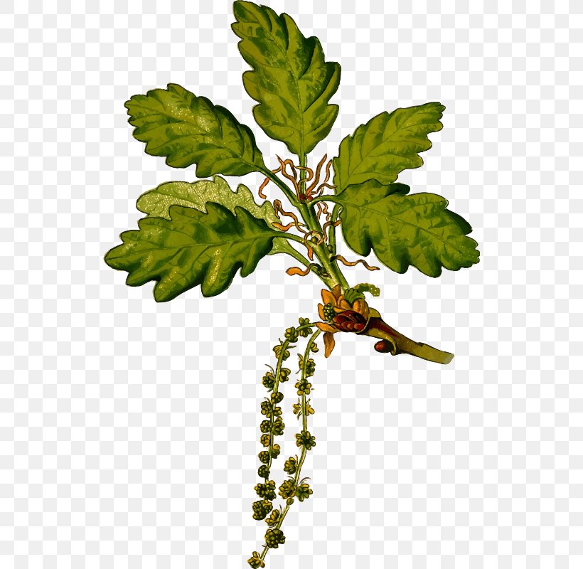 Sessile Oak English Oak Botany Botanical Illustration Acorn, PNG, 530x800px, Sessile Oak, Acorn, Art, Botanical Illustration, Botany Download Free