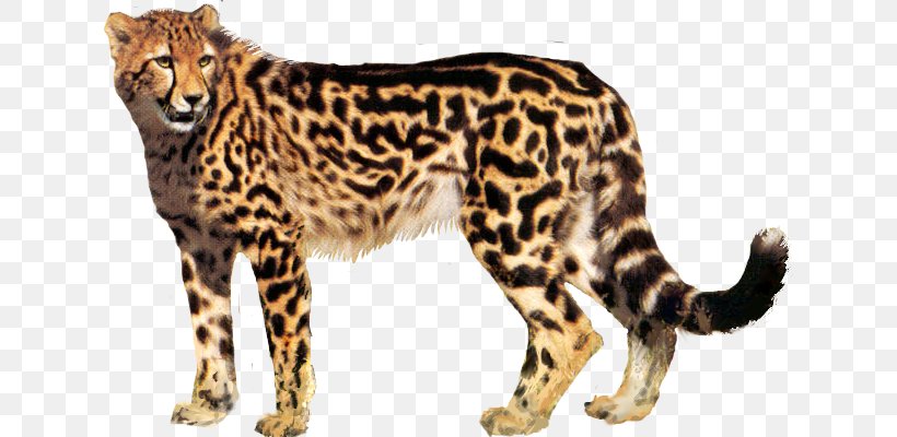 King Cheetah Desktop Wallpaper, PNG, 640x400px, Cheetah, Animal Figure, Big Cats, Carnivoran, Cat Download Free