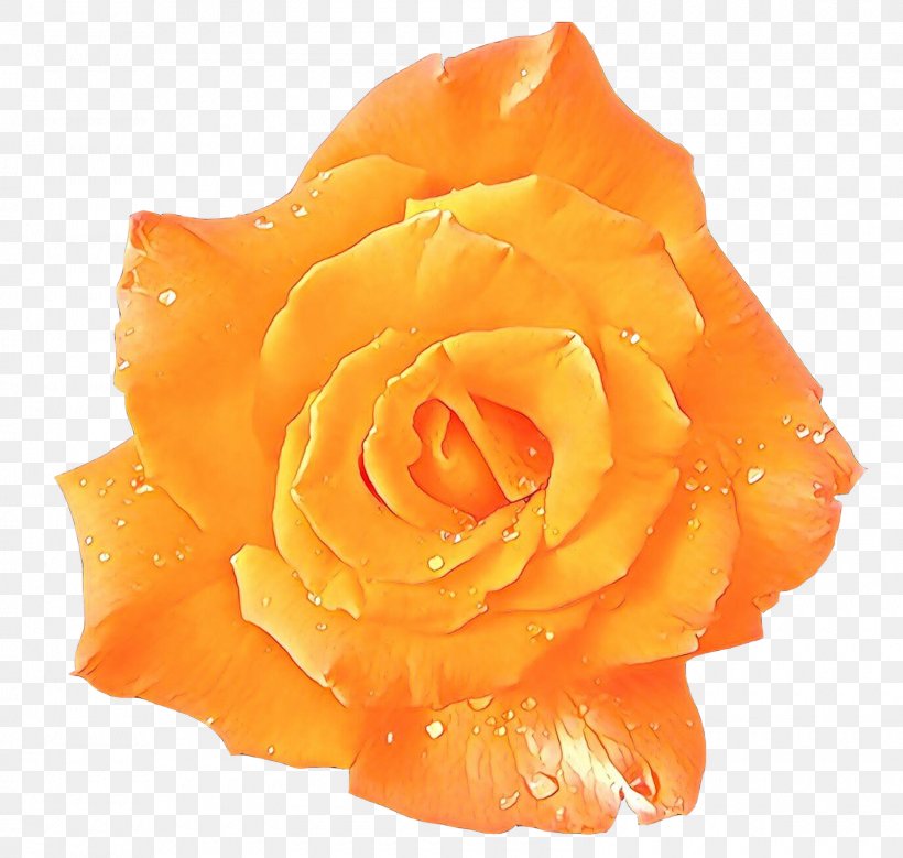 Flower Image Desktop Wallpaper Rose, PNG, 1600x1521px, Flower, Blue, Blue Rose, Cut Flowers, Drawing Download Free