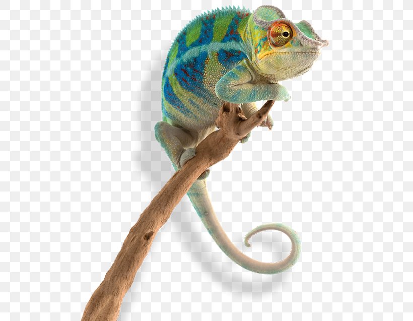 Chameleons Incredible Journeys: Amazing Animal Migrations Panther Chameleon Siamese Fighting Fish, PNG, 500x637px, Chameleons, African Chameleon, Animal, Chameleon, Fauna Download Free