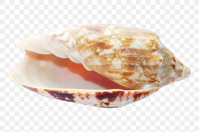 Clam Seashell Beach, PNG, 5472x3648px, Clam, Beach, Clams Oysters Mussels And Scallops, Cockle, Conch Download Free
