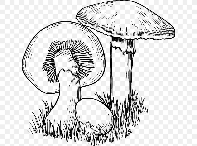 Common Mushroom Drawing Clip Art, PNG, 640x610px, Mushroom, Artwork, Black And White, Common Mushroom, Drawing Download Free