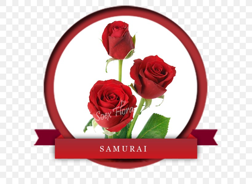 Garden Roses Cut Flowers Red Taj Mahal, PNG, 600x600px, Garden Roses, Color, Cut Flowers, Escape Team, Floral Design Download Free