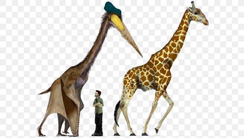 Hatzegopteryx Quetzalcoatlus Pterosaurs Dinosaur Size, PNG, 600x466px, Hatzegopteryx, Archaeopteryx, Argentinosaurus, Azhdarchidae, Dinosaur Download Free