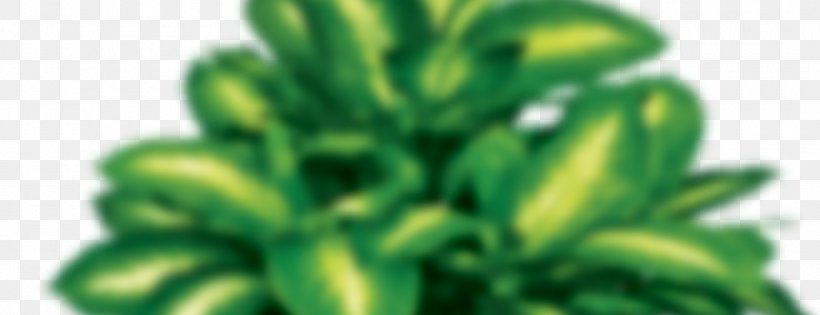Leaf Vegetable Ornamental Plant Plants Plant Stem, PNG, 1300x500px, Leaf, Flowerpot, Grass, Green, Health Download Free