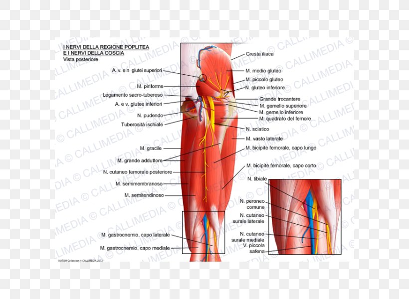 Nerve Knee Muscle Popliteal Fossa Popliteal Artery, PNG, 600x600px, Watercolor, Cartoon, Flower, Frame, Heart Download Free