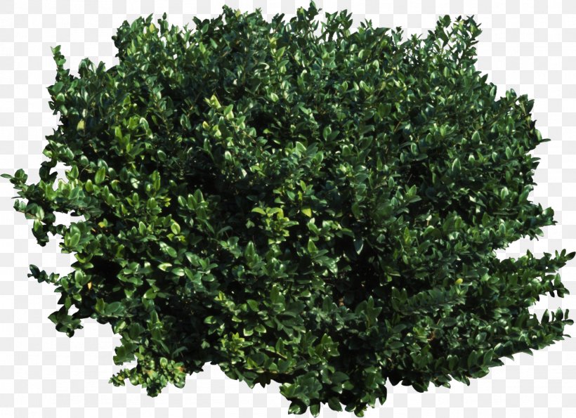 Tree Shrub Transparency And Translucency Clip Art, PNG, 1456x1058px, Tree, Branch, Data Conversion, Evergreen, Kovy Download Free