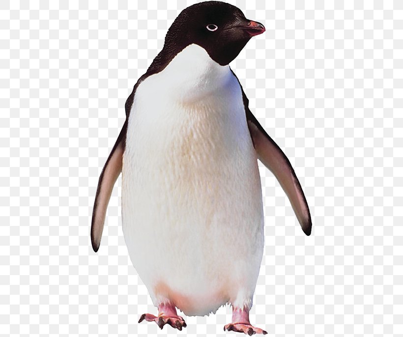 Emperor Penguin Flightless Bird Antarctica, PNG, 453x686px, Penguin, Adoption, Animal, Antarctic Penguins, Antarctica Download Free