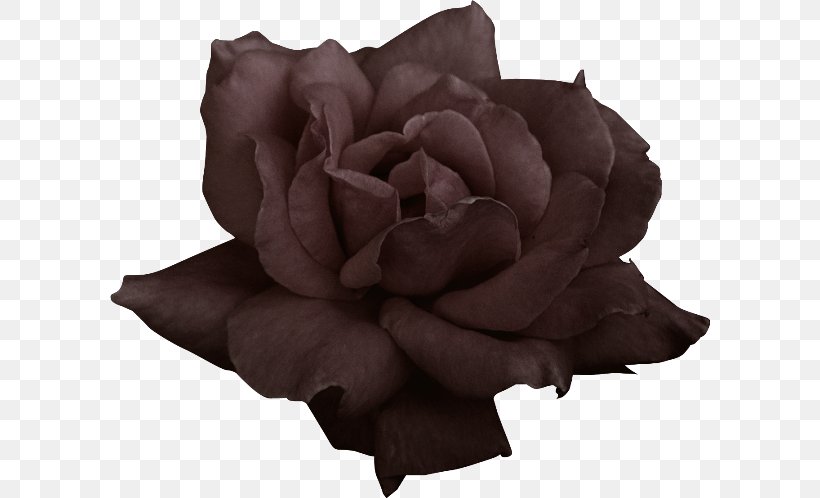 Garden Roses Flower Petal, PNG, 600x498px, Rose, Black, Color, Flower, Flowering Plant Download Free