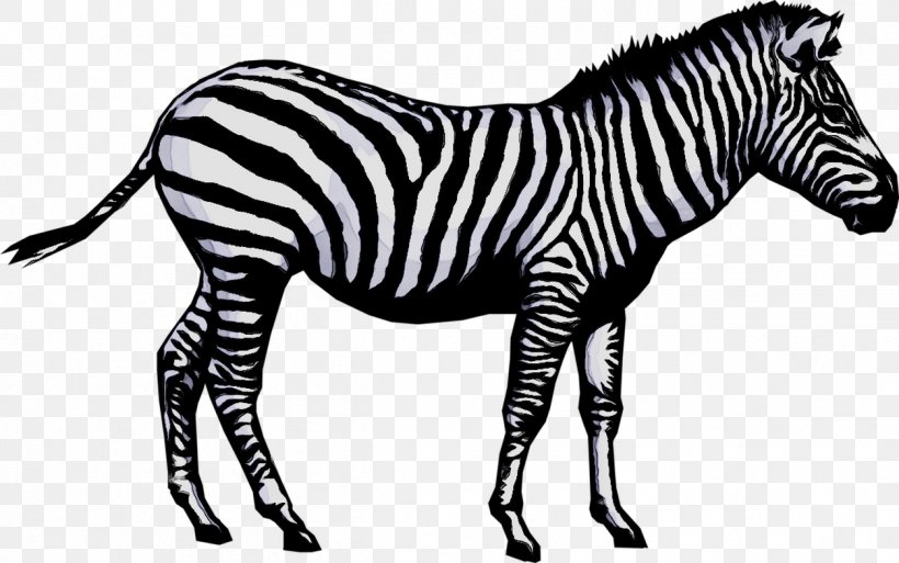 Stock Photography Image Vector Graphics Illustration Zebra, PNG, 1253x784px, Stock Photography, Animal, Animal Figure, Birthday, Blackandwhite Download Free