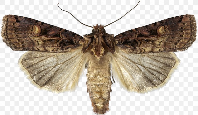 Brush-footed Butterflies Insect Brown House Moth Fall Armyworm African Armyworm, PNG, 1154x673px, Brushfooted Butterflies, African Armyworm, Arthropod, Bombycidae, Brown House Moth Download Free