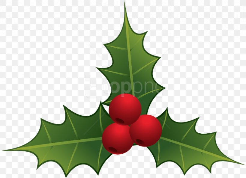 Drawing Christmas Tree, PNG, 831x602px, Mistletoe, American Holly, Branch, Chinese Hawthorn, Christmas Day Download Free