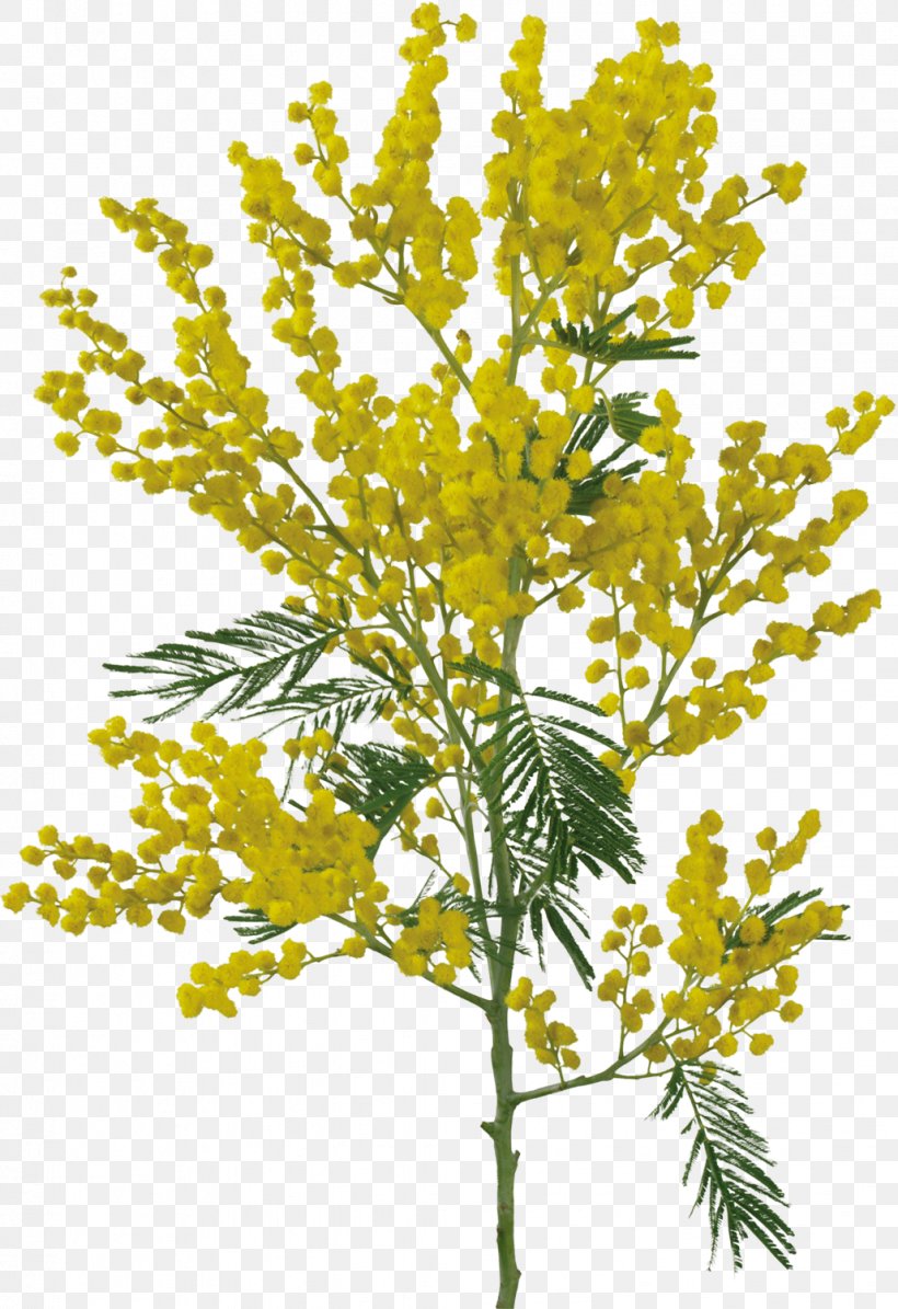 Sensitive Plant Flower Acacia Dealbata Clip Art, PNG, 1029x1500px, Sensitive Plant, Acacia Dealbata, Blog, Branch, Brassica Rapa Download Free