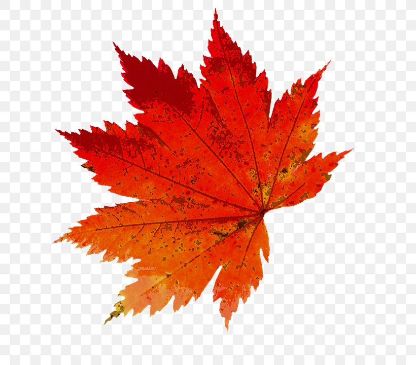 Autumn Photography, PNG, 675x720px, Autumn, Autumn Leaf Color, Color, Data, Drawing Download Free