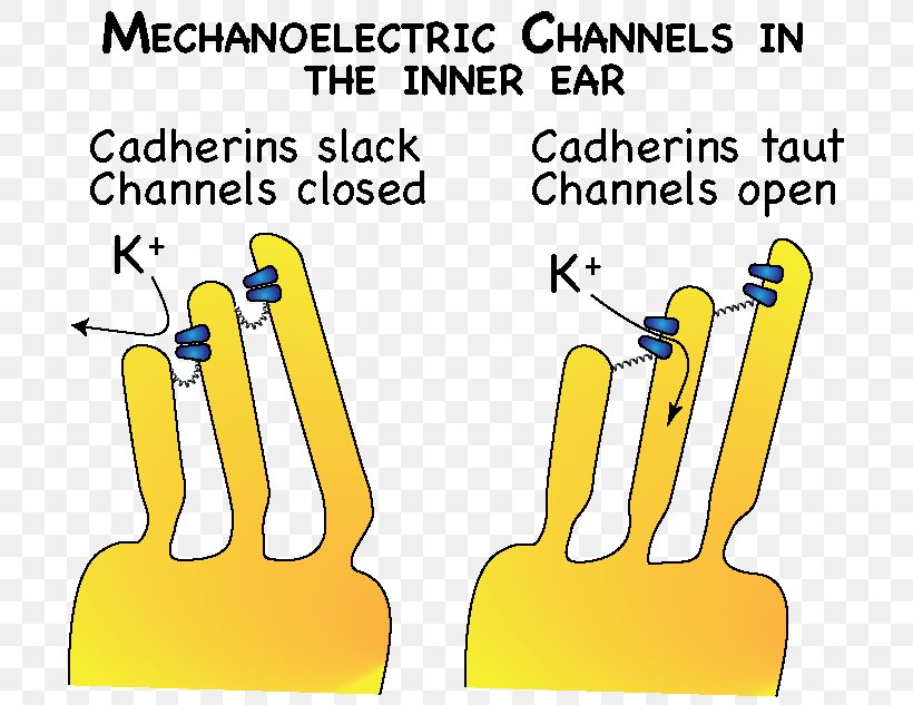 Brand Human Behavior Finger Clip Art, PNG, 700x633px, Brand, Area, Behavior, Diagram, Finger Download Free