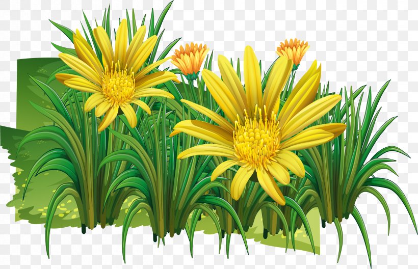 Chrysanthemum Indicum Clip Art, PNG, 2610x1683px, Chrysanthemum Indicum, Chrysanthemum, Chrysanths, Cut Flowers, Daisy Family Download Free