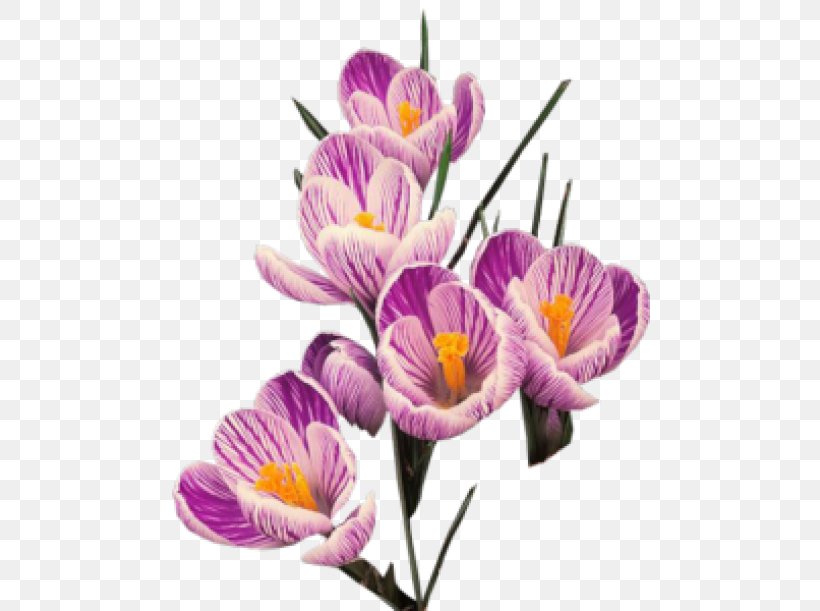 Clip Art, PNG, 480x611px, Crocus Flavus, Autumn Crocus, Copying, Crocus, Cut Flowers Download Free