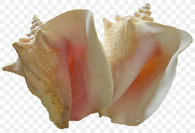 Conch Image Resolution, PNG, 1826x1244px, Conch, Art, Education, Flower, Image Resolution Download Free