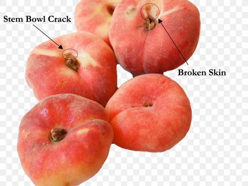 Food Saturn Peach Fruit Raspberry, PNG, 1280x960px, Watercolor, Cartoon, Flower, Frame, Heart Download Free