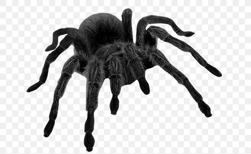 Spider Brown Widow Halloween Clip Art, PNG, 671x502px, Spider, Arachnid, Arthropod, Black And White, Black House Spider Download Free