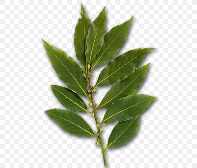 Bay Leaf Herb Bay Laurel Greek Cuisine Za'atar, PNG, 509x700px, Bay Leaf, Bay Laurel, Chives, Cinnamomum Tamala, Cinnamon Download Free