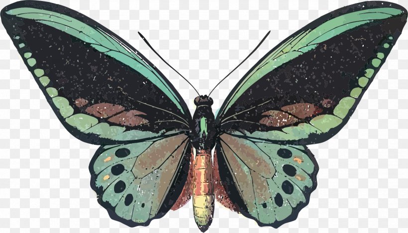 Butterfly Queen Alexandra's Birdwing Graphic Design Clip Art, PNG, 1649x947px, Watercolor, Cartoon, Flower, Frame, Heart Download Free