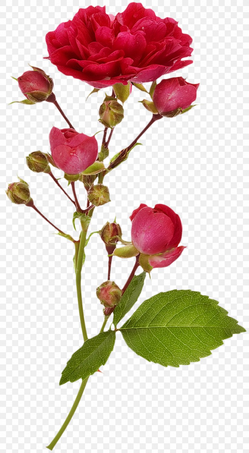 Garden Roses Branch Flower Photography, PNG, 862x1569px, Garden Roses, Blossom, Branch, Bud, China Rose Download Free