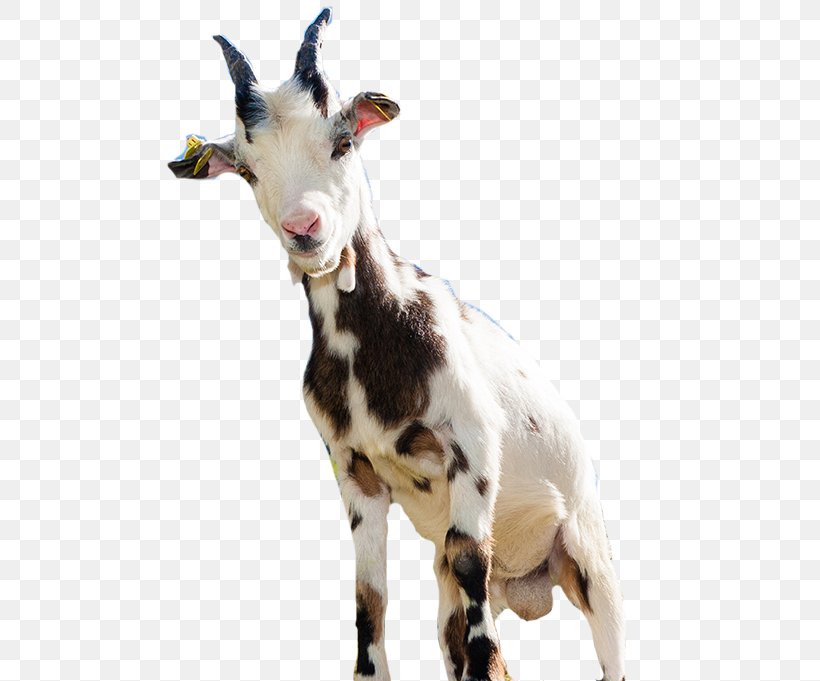 Goat Sheep Computer File, PNG, 577x681px, Goat, Cattle Like Mammal, Cow Goat Family, Goat Antelope, Goats Download Free