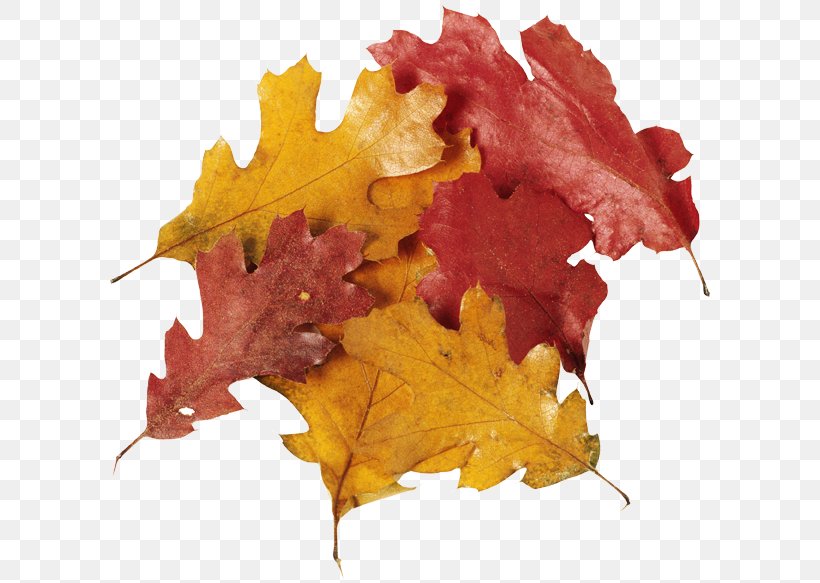 Oak Leaf Cluster Maple Leaf Clip Art, PNG, 600x583px, Leaf, Autumn, Digital Image, Display Resolution, Maple Leaf Download Free