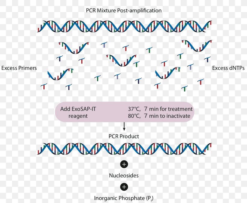 Polymerase Chain Reaction Exonuclease Alkaline Phosphatase Reagent, PNG, 813x674px, Polymerase Chain Reaction, Alkaline Phosphatase, Area, Blue, Brand Download Free