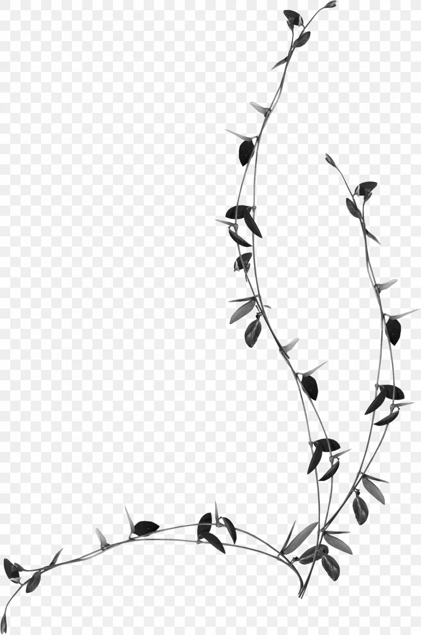 Rattan Clip Art, PNG, 2198x3314px, Rattan, Black And White, Branch, Cane, Drawing Download Free