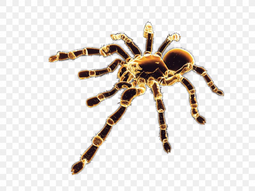 Spider Tarantula, PNG, 1600x1200px, Spider, Arachnid, Araneus, Arthropod, Chelicerae Download Free