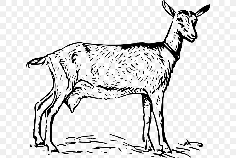 Anglo-Nubian Goat Black Bengal Goat Boer Goat Clip Art, PNG, 640x550px, Anglonubian Goat, Animal Figure, Black And White, Black Bengal Goat, Boer Goat Download Free