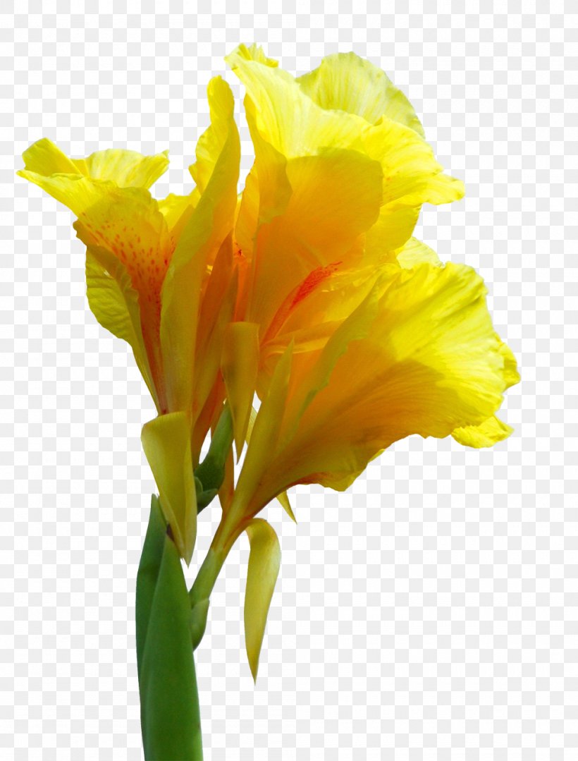 Canna Indica Flower Paper, PNG, 1000x1316px, Canna Indica, Amaryllis Family, Canna, Canna Family, Canna Lily Download Free