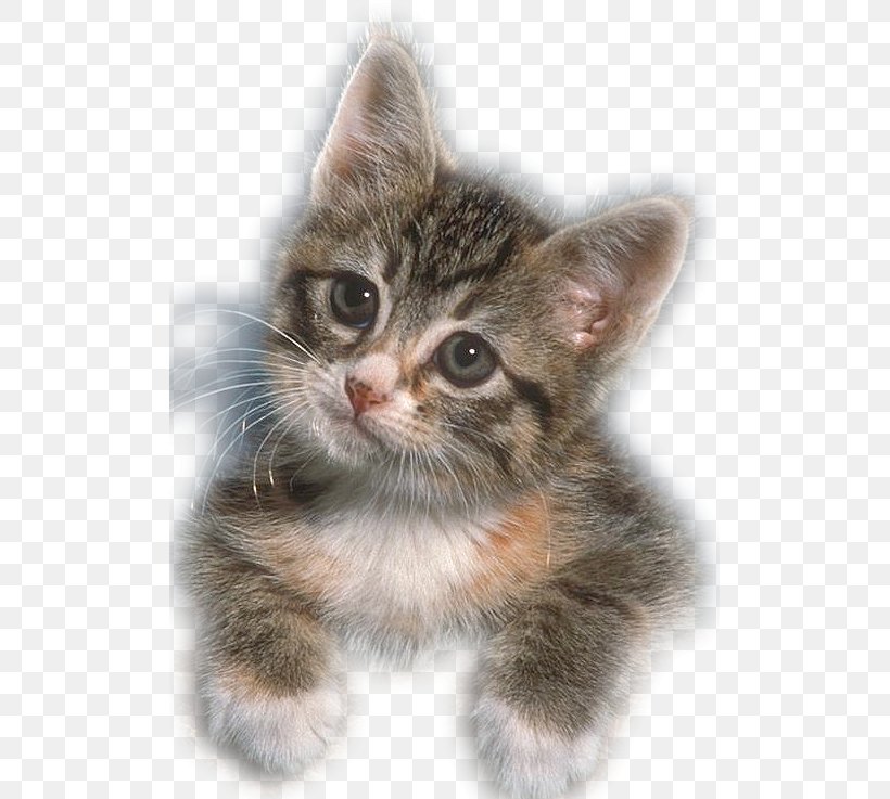 Kitten Siberian Cat Devon Rex Lolcat Cuteness, PNG, 507x737px, Kitten, American Shorthair, American Wirehair, Animal, Breed Download Free