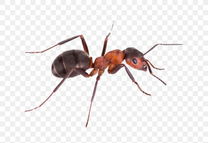 Pest Control Green Tree Ant Argentine Ant Banded Sugar Ant, PNG, 1024x706px, Pest Control, Ant, Ant Colony, Antkeeping, Argentine Ant Download Free