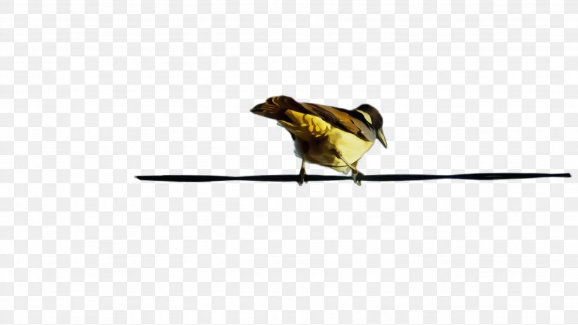 Bird Beak Finch Songbird Yellow, PNG, 2664x1500px, Watercolor, Beak, Bird, Chickadee, Finch Download Free