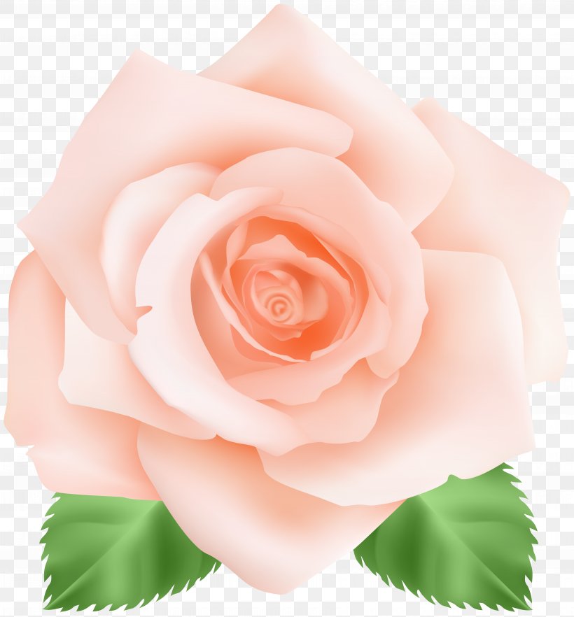Garden Roses Centifolia Roses Pink Floribunda, PNG, 7436x8000px, Centifolia Roses, Cut Flowers, Floral Design, Floribunda, Flower Download Free