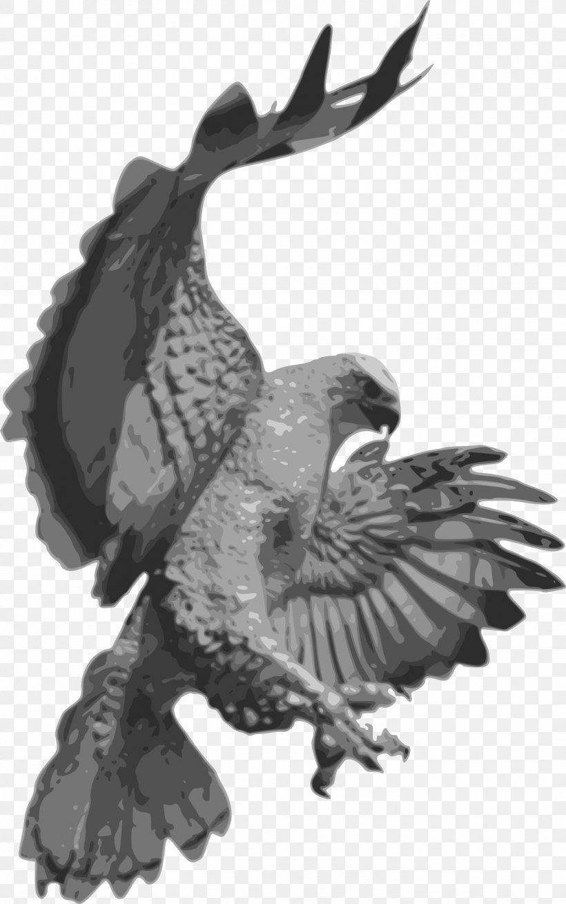 Hawk Clip Art Bald Eagle Image, PNG, 1503x2400px, Hawk, Accipitridae, Accipitriformes, Bald Eagle, Beak Download Free