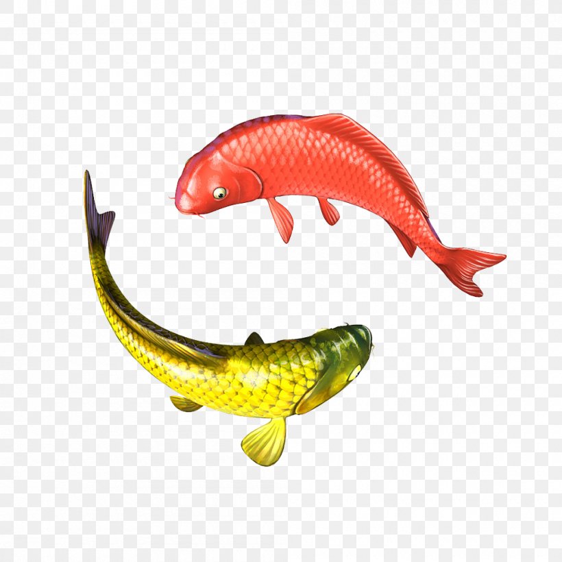 Koi Carp Fish Image Illustration, PNG, 1000x1000px, Koi, Animal, Breed, Carp, Common Carp Download Free