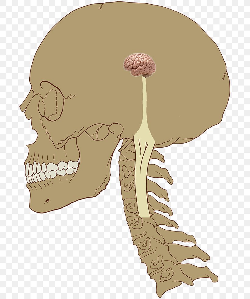 Central Nervous System Brain Nerve Human Body, PNG, 700x979px, Nervous System, Anatomy, Bone, Brain, Central Nervous System Download Free