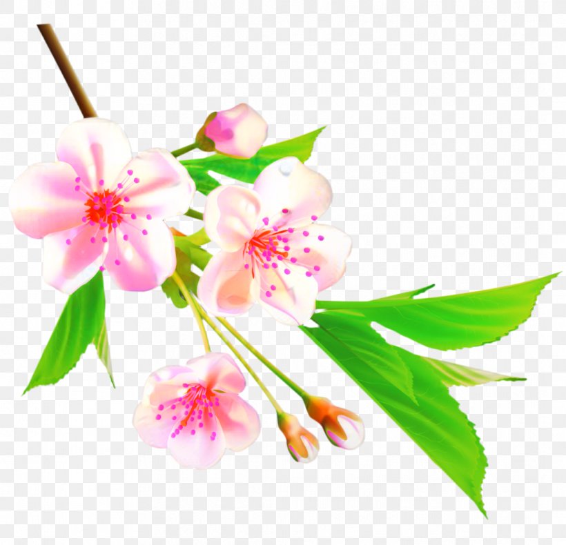 Flower Clip Art Cherry Blossom Drawing, PNG, 1062x1024px, Flower, Blossom, Botany, Branch, Cherry Blossom Download Free