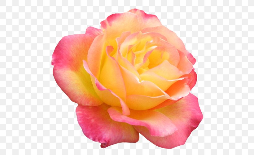 Garden Roses Flower Digital Image Clip Art, PNG, 514x500px, Garden Roses, Centifolia Roses, China Rose, Close Up, Cut Flowers Download Free